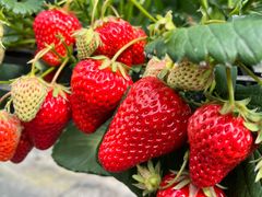 ���т���̐��k�t�@�[���ւ̓��e�ʐ^1