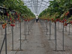 ό_ Bee my Berry̎ʐ^2