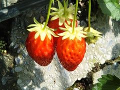 ˂肱̂܂C`S_ւ̓eʐ^1