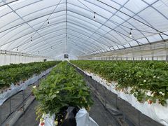 ߂̃ImEG_`Strawberry Farm gRubyh`ւ̓eʐ^1