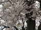 おりょうまこさんの隅田公園の桜への投稿写真2
