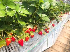 񂳂̃Xgx[BbWւ̓eʐ^1