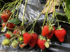 ΂݂̎c_(2024NV[Yx)ւ̓eʐ^2