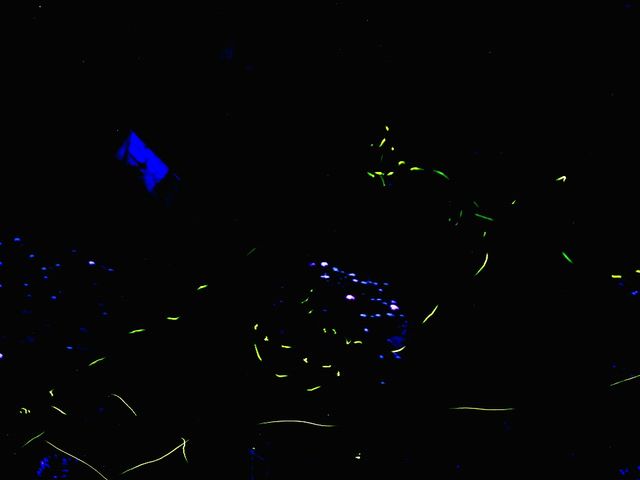 2021/6/10�B�e_���炬���ق���̗��i�V��E�u��E�ԉ��n��j