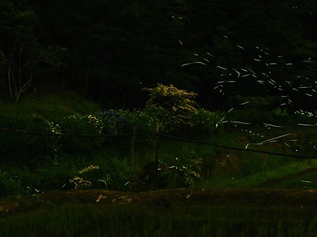 2021/6/10�B�e_���炬���ق���̗��i�V��E�u��E�ԉ��n��j