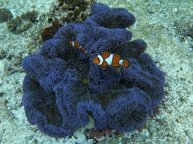 �����x�����Q�ł�_�_�C�r���OCRAB