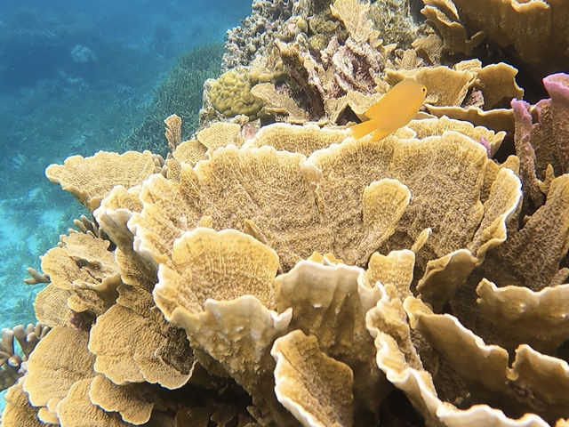 �w�������΂����GoPro�ɒ���_�_�C�r���OCRAB