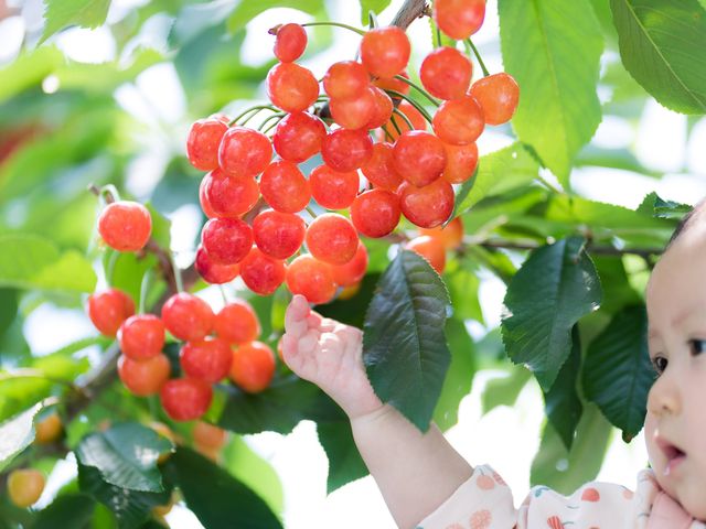 �ƂĂ��Â��������ڂ��M�b�V���ł��B
���܂��܂Ȗ؂�����A�؂ɂ���ĊÂ����Ⴂ�܂��B_�v�ۓc�_��