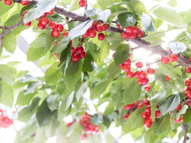 ���ɂ͊Â�����Ɗ�����T�N�����{���B�Â�����T�N�����{�Ȃ�āA���܂�ď��߂Ăŋ����܂����B_�v�ۓc�_��