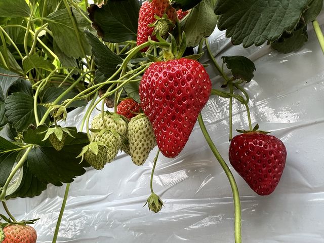 �傫��������_���c�������t�@�[��