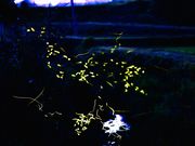 ܂񂳂̂炬ق̗iVEuEԉnj̓eʐ^3