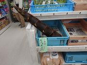 ̓̉wuΔȂ̗xv̓eʐ^4