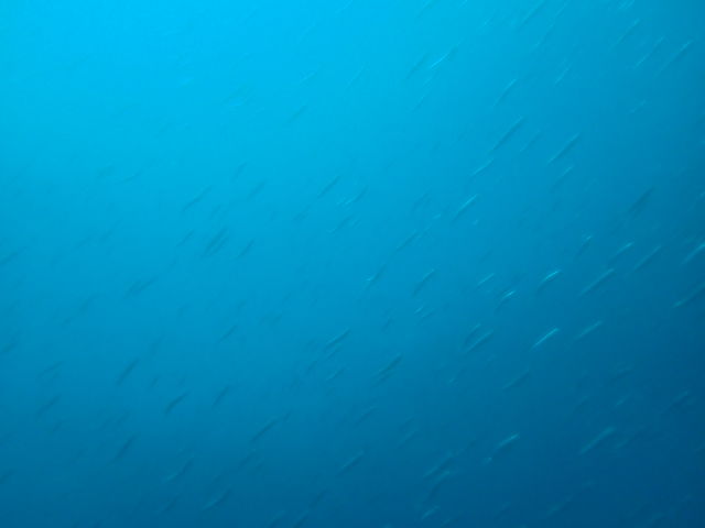 �J�^�N�`�C���V�̌Q��
�J�������܂��Ă������߂ڂ₯�Č����܂����A���̎��̓����x�͖�15�ł��B
_�k�C���_�C�r���O�V���b�v Poseidon