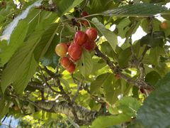 킽񂳂̉ڔ_ւ̓eʐ^2