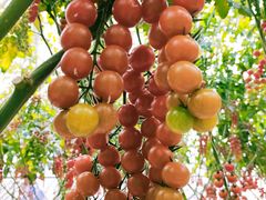 䂫񂳂̊Ё@og}g_ւ̓eʐ^1