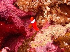 miã}Vbvtaitaiւ̓eʐ^1