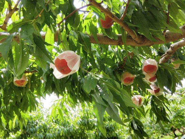 �w�肳�ꂽ3�{�̖؂̒�����̂������_�É��b�ʉ�