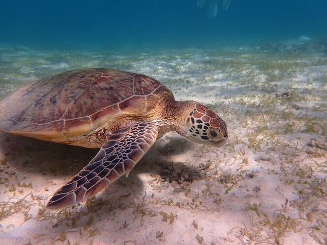 �ʐ^���B���Ă��������܂����I�������̓��C�t�W���P�b�g�𒅂Ă���A�K�C�h�̕��������ĎB���Ă���܂����B_Reeftour HONEY