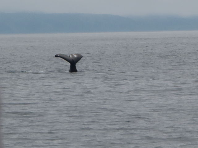 ���т�����X��_�L����Вm���l�C�`���[�N���[�Y