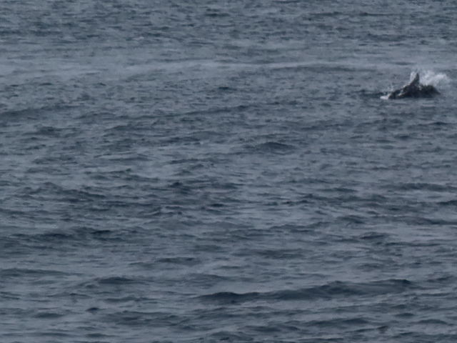 �C�V�C���J�͉j�����������I_�L����Вm���l�C�`���[�N���[�Y