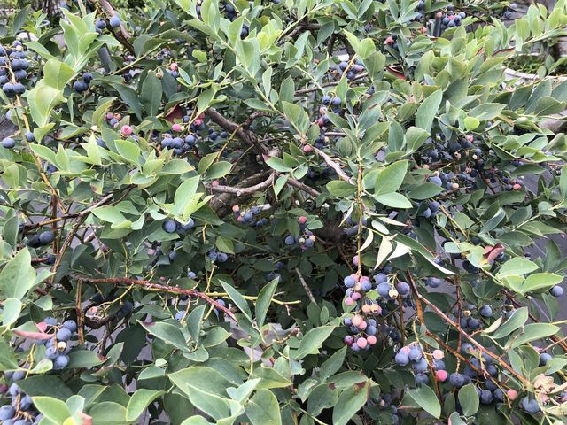 �嗱�ŊÂ������ł�_Sachi Blueberry Farm