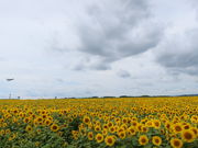 yosshy̑󒬂̂Ђ܂蔨̓eʐ^2