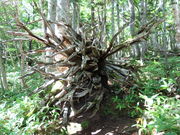 yosshy̒m܌΂̓eʐ^9