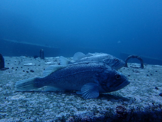 ���ڋ�_�k�C���_�C�r���O�V���b�v Poseidon