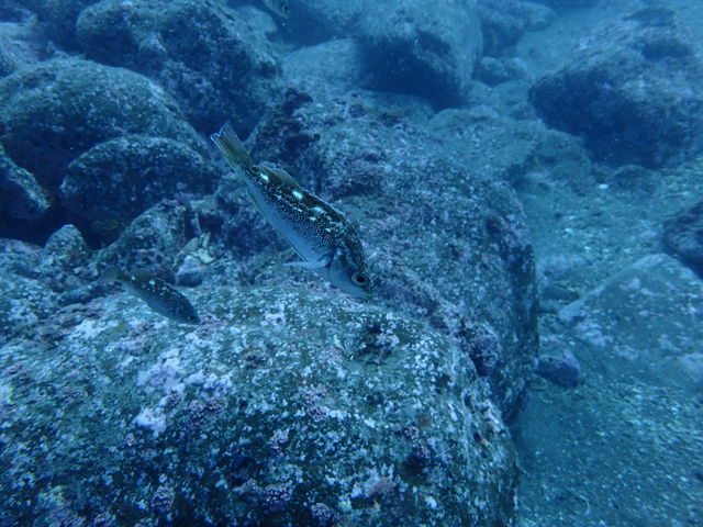 ���ɕ��V_�k�C���_�C�r���O�V���b�v Poseidon