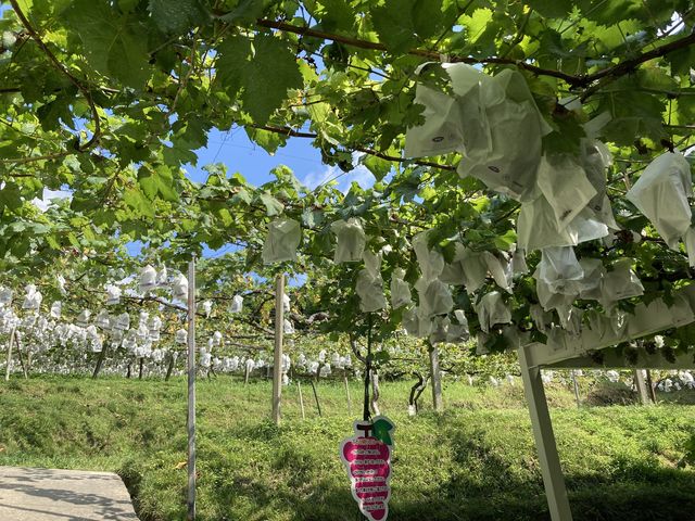 �e���g�̒��̃e�[�u���ŐH�ׂ܂����B���̏�ɂ݂͂ǂ�̂Ԃǂ����Ԃ牺�����Ă��܂����B_���}�I�J��