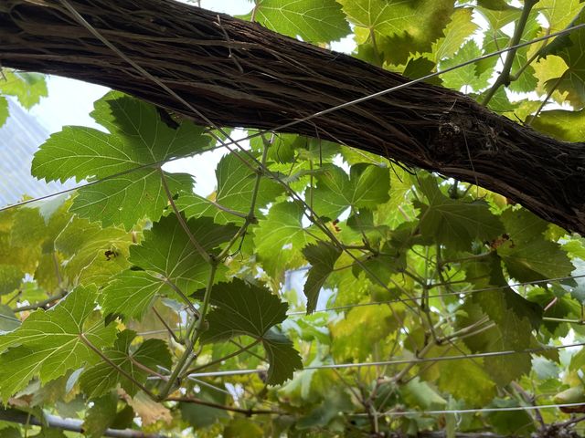 �Ԃǂ����Ȃ��ĂȂ�_�[���̋u�ό��_��(�����s�ό��Ԃǂ��Z���^�[�����x��)