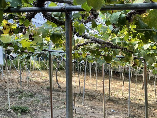 �Ԃǂ������Ȃ�_�[���̋u�ό��_��(�����s�ό��Ԃǂ��Z���^�[�����x��)