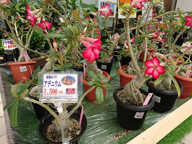 ���˓��s�@���̉w ����R�O���[���p�[�N_���̉w ����R�O���[���p�[�N