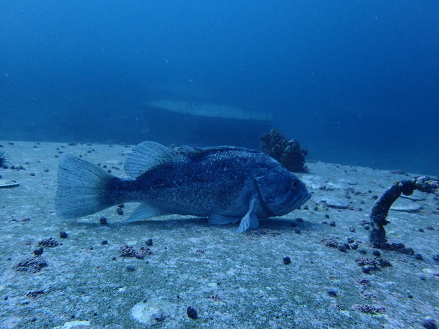 �������߂��Ō���܂����I�I_�k�C���_�C�r���O�V���b�v Poseidon