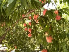 takuboû܂邦όʎւ̓eʐ^1