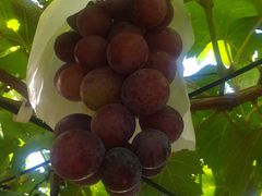 �͂Ȃς邳��̂ނ����̂ӂ��[�ނւ̓��e�ʐ^1