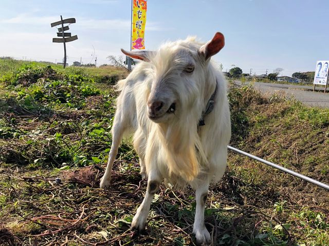 �Ŕ��M�̂͂₿���ɂ���邩���B_�Ă��ȃt�@�[��