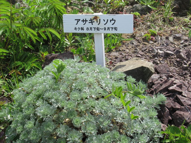 �A�T�M���\�E�@����Ȋ����̓W���ł��B_�當�����R�A����