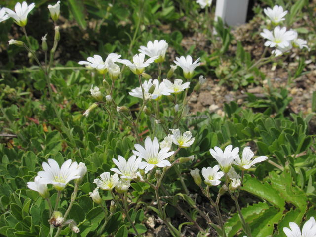 ���u���E�X���L�\�E�@6�����{�������̂ŁA�Ԃɂ͏������������ł��B_�當�����R�A����