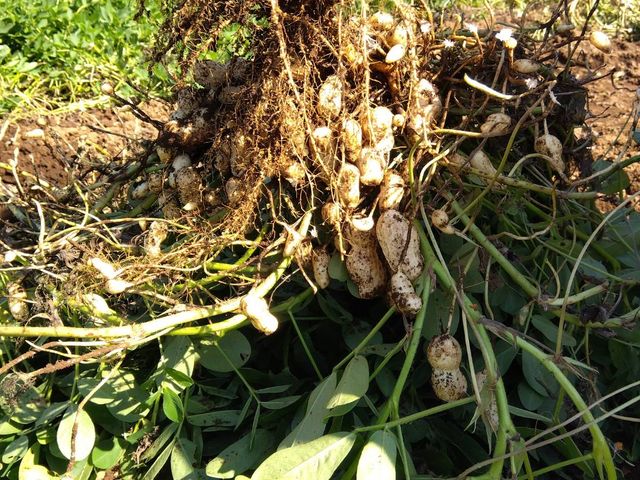 �����܂���_�V�䗜��