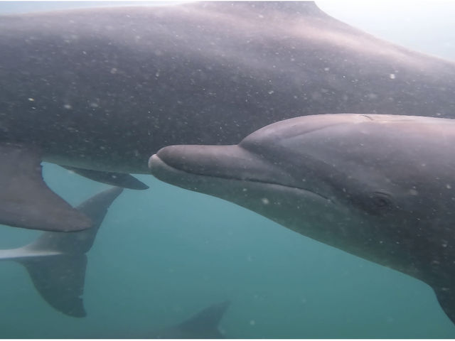 �����ł̃C���J_�c�������������@�r��������