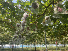 牷t[cp[NOKAYU̎ʐ^2