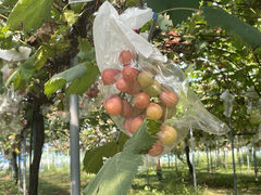 牷t[cp[NOKAYU̎ʐ^3