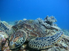 Ȃ݂̃}T[rXނʁ[ւ̓eʐ^1