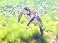 puyomushĩ}T[rX@pb\ւ̓eʐ^1