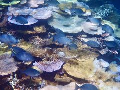 puyomushĩ}T[rX@pb\ւ̓eʐ^2