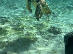 ��������񂳂�̃_�C�r���O�V���b�v�@�l�o�[�����h�ւ̓��e�ʐ^1