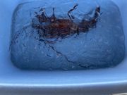 񂳂̖hيCƂ܂Ɋۂ̓eʐ^1