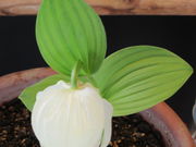 Rabbit̗當RA̓eʐ^2