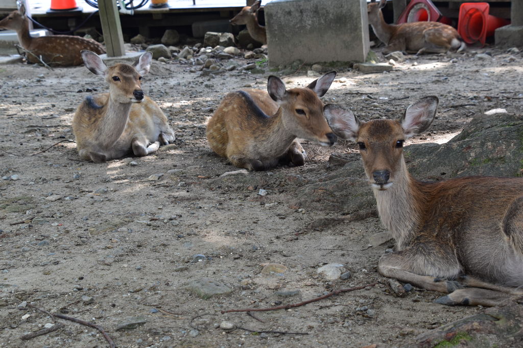 奈良の公園・庭園ランキングTOP10 - じゃらんnet